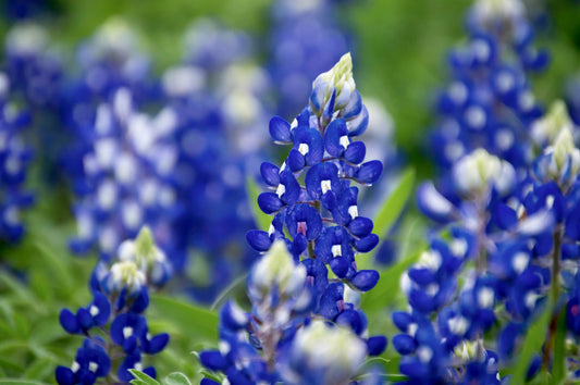 150 TEXAS BLUEBONNET LUPINE Lupinus Texensis Flower Seeds