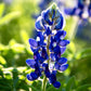150 TEXAS BLUEBONNET LUPINE Lupinus Texensis Flower Seeds