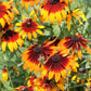 4000 Indian Summer GLORIOSA DAISY Rudbeckia Hirta Red Yellow Brown Flower Seeds