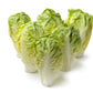 3000 LITTLE GEM LETTUCE Small Romaine Butterhead Lactuca Sativa Vegetable Seeds