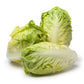 3000 LITTLE GEM LETTUCE Small Romaine Butterhead Lactuca Sativa Vegetable Seeds