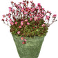 50 ROSE ROBE SAXIFRAGA Arendsii Mossy Rockfoil Evergreen Flower Seeds
