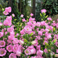 200 Rose Pink CANTERBURY BELLS - CAMPANULA Medium Flower Seeds