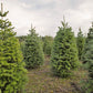 20 DOUGLAS FIR Tree Abies Pseudotsuga Menziesii Christmas Tree Blue Douglas Pine Spruce Native Evergreen Seeds