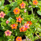 100 SCARLET PIMPERNEL (Adders Eyes) Anagallis Arvensis Flower Seeds