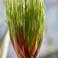 20 Cyperus PAPYRUS Paper Reed Water Plant Egyptian Nile Grass Yellow Flower Seeds