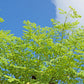 10 Flowering DRUMSTICK TREE Moringa Oleifera Seeds (Miracle Tree / Ben Oil Tree)