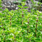2000 SWEET MARJORAM Origanum Majorana Herb Flower Seeds
