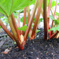 25 GLASKINS PERPETUAL RHUBARB (Pieplant) Rheum Rhabarbarum Fruit Vegetable Seeds
