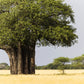5 African BAOBAB TREE Adansonia Digitata Monkey Bread Judas Fruit Seeds