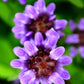 50 PAGODA MIX PRUNELLA Grandiflora Bigflower Selfheal Blue Pink etc Flower Seeds