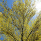 25 JERUSALEM THORN TREE Mexican Palo Verde Parkinsonia Aculeata Yellow & Red Flower Large Shrub Small Tree Legume Seeds