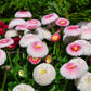 100 Strawberries & Cream ENGLISH DAISY Bellis Perennis Flower Seeds
