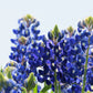150 TEXAS BLUEBONNET LUPINE Lupinus Texensis Flower Seeds