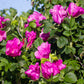 30 JAPANESE RED ROSE Bush Rosa Rugosa Rubra Rugrose Fragrant Flower Seeds