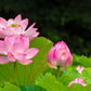 3 Organic Mixed Colors LOTUS Nelumbo Nucifera Pond Water Lily Lilypad Blue Red Flower Large Seeds