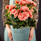 10 SALMON DOUBLE BEGONIA Tuberosa Tuberous Begonia Pink Shade Flower Seeds
