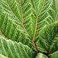 10 GUNNERA INSIGNIS Giant Rhubarb (Leaves up to 6' Wide, Red Flower Spikes to 3') Dinosaur Plant Seeds