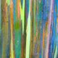 50 RAINBOW EUCALYPTUS Deglupta Gum Multicolor Bark Tree Seeds