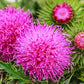 100 ORGANIC Blessed MILK THISTLE Silybum Marianum Hummingbird Purple Flower Seeds