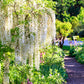5 WHITE WISTERIA Floribunda Alba Ornamental Japanese Flower Vine Seeds