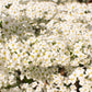 50 White CHINESE SPIREA Spiraea Chinensis Meadowsweet Flower Bush Shrub Seeds