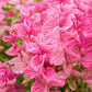 50 'PINK Sundae' Clary SAGE / SALVIA Viridis Horminum Herb Flower Seeds