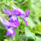 10 MIXED DRAGONSNAP VINE Asarina Scandens Climbing Snapdragon Pink Blue Red White Flower Seeds