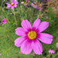 300 GLORIA COSMOS Bipinnatus 2-Tone Pink Fast Growing Flower Seeds