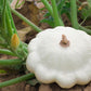 50 WHITE Bush SCALLOP SQUASH (Patty Pan / Paty Pan / Squanter Squash) Summer Cucurbita Pepo Vegetable Seeds