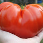 500 BEEFSTEAK TOMATO Lycopersicon Lycopersicum Fruit Vegetable Seeds
