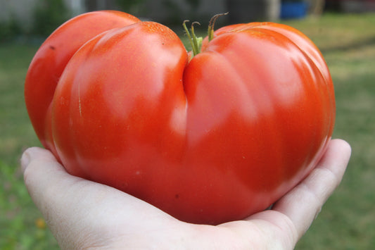 500 BEEFSTEAK TOMATO Lycopersicon Lycopersicum Fruit Vegetable Seeds