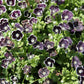 50 PENNIE BLACK - NEMOPHILA Discoidalis Penny White Flower Seeds