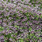 50 PENNIE BLACK - NEMOPHILA Discoidalis Penny White Flower Seeds