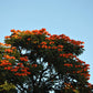 15 Red AFRICAN TULIP TREE (Fire Tree / Flame of the Forest / Fountain Tree) Spathodea Campanulata Seeds