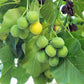 5 PHYSIC NUT Barbados Purging JATROPHA Curcas Shrub Tree Bio-Diesel Seeds