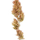 3000 QUICKDRAW ORCHARDGRASS Cat Grass Petgrass Cocksfoot Cool-Season Sun or Shade Dactylis GlomerataPerennial Bunchgrass Quick Draw Grass Seeds