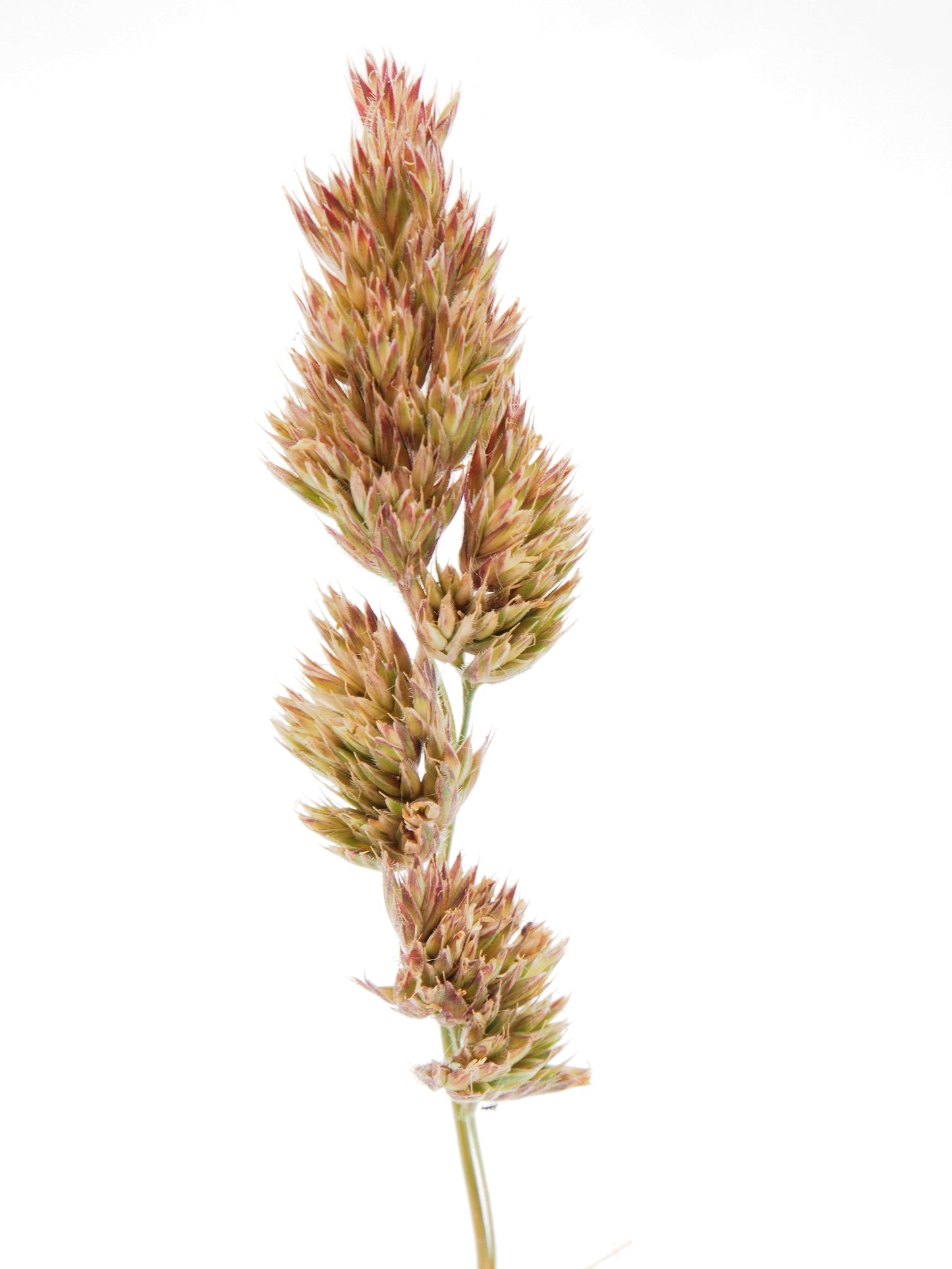 3000 QUICKDRAW ORCHARDGRASS Cat Grass Petgrass Cocksfoot Cool-Season Sun or Shade Dactylis GlomerataPerennial Bunchgrass Quick Draw Grass Seeds