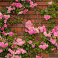 5 PINK CLIMBING ROSE Rosa Bush Vine Climber Fragrant Butterfly Flower Seeds
