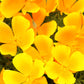 1000 DWARF Yellow CALIFORNIA Tufted POPPY Eschscholzia Caespitosa Flower Seeds