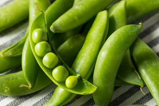 50 SUGAR ANN PEA Stringless Sweet Green Snap Pisum Sativum Vegetable Seeds