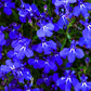 200 Electric Blue & White HALF MOON LOBELIA Erinus Flower Seeds