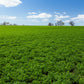 100 CIMARRON ALFALFA Medicago Sativa Ground Cover Forage Purple Flower Seeds