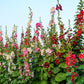 50 Mixed Colors HOLLYHOCK KING HENRY VIII Mix Alcea Rosea Flower Seeds