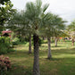 5 COMMON WINDMILL PALM Trachycarpus Fortunei Hardy Chusan Palm Tree Sun Shade Houseplant Seeds