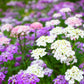 2000 TALL MIX CANDYTUFT Iberis Umbellata Mixed Colors Ground Cover Flower Seeds