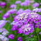 2000 TALL MIX CANDYTUFT Iberis Umbellata Mixed Colors Ground Cover Flower Seeds