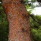 10 RED Japanese PINE TREE Korean Pinus Densiflora Evergreen Seeds