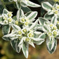 20 SNOW On THE MOUNTAIN Euphorbia Marginata Variegated Groundcover Sun or Shade Flower Seeds