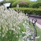 100 BUNNY TAILS GRASS (Hares Tail) Ornamental Lagurus Ovatus Seeds